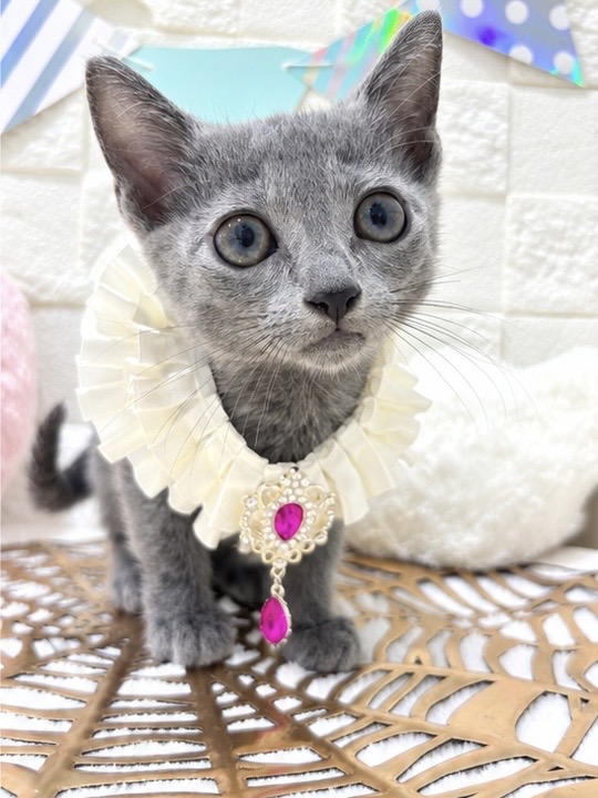 千葉県のロシアンブルー (センチュリーペット津田沼店/2026年7月12日生まれ/女の子/ブルー)の子猫の1枚目の画像