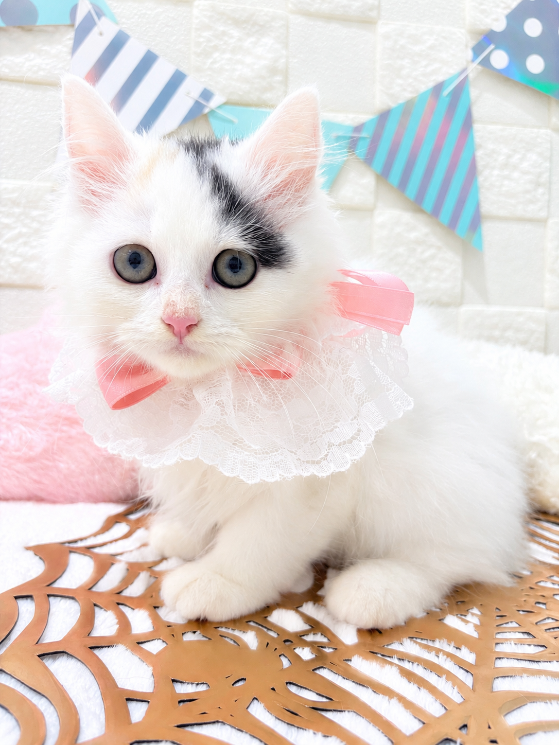 千葉県のラガマフィン (センチュリーペット津田沼店/2026年7月5日生まれ/女の子/キャリコ)の子猫の1枚目の画像