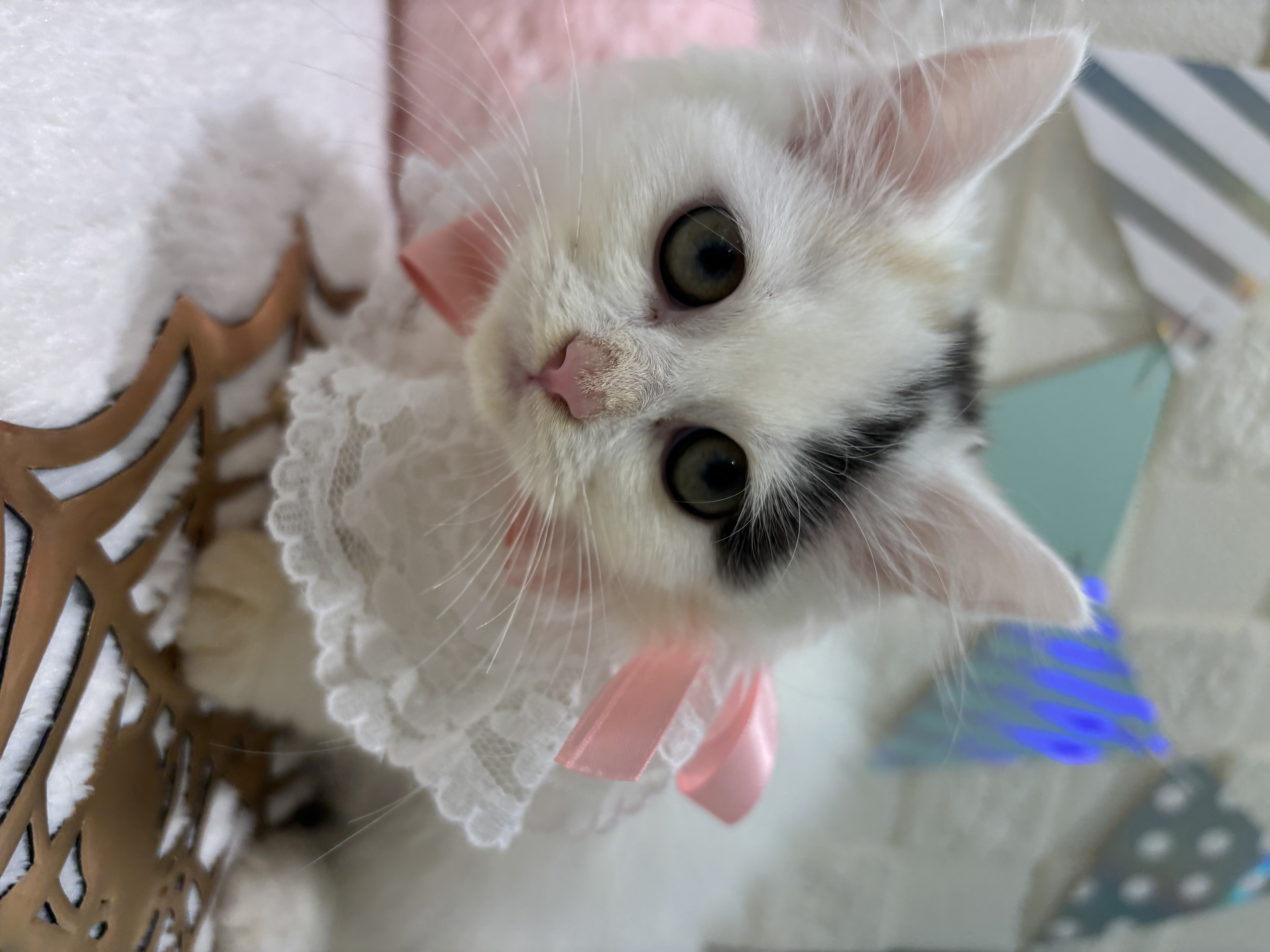 千葉県のラガマフィン (センチュリーペット津田沼店/2026年7月5日生まれ/女の子/キャリコ)の子猫の2枚目の画像