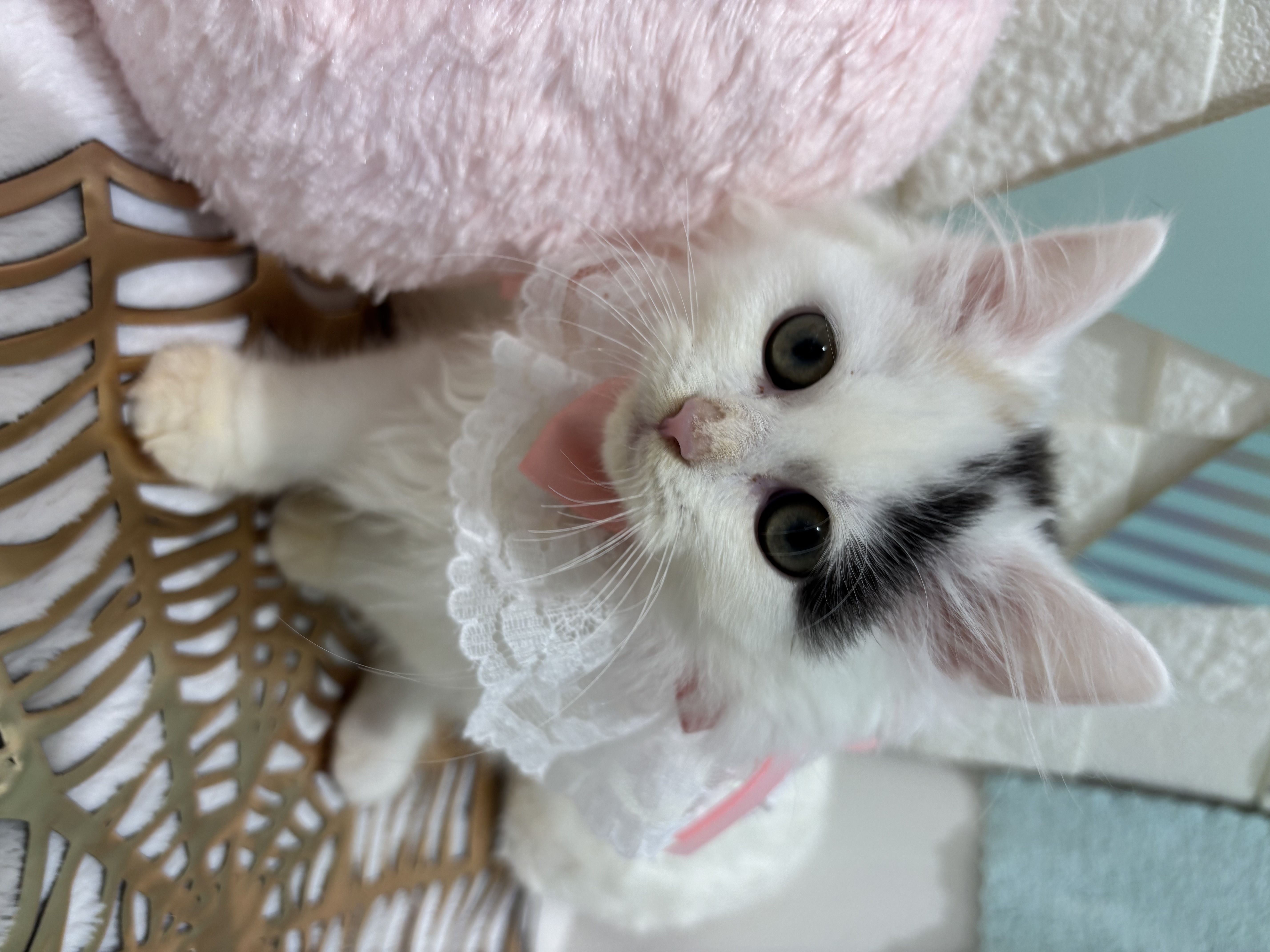 千葉県のラガマフィン (センチュリーペット津田沼店/2026年7月5日生まれ/女の子/キャリコ)の子猫の3枚目の画像