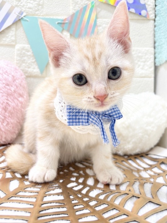 千葉県のアメリカンショートヘアー (センチュリーペット津田沼店/2026年7月10日生まれ/男の子/クリームタビー)の子猫の1枚目の画像