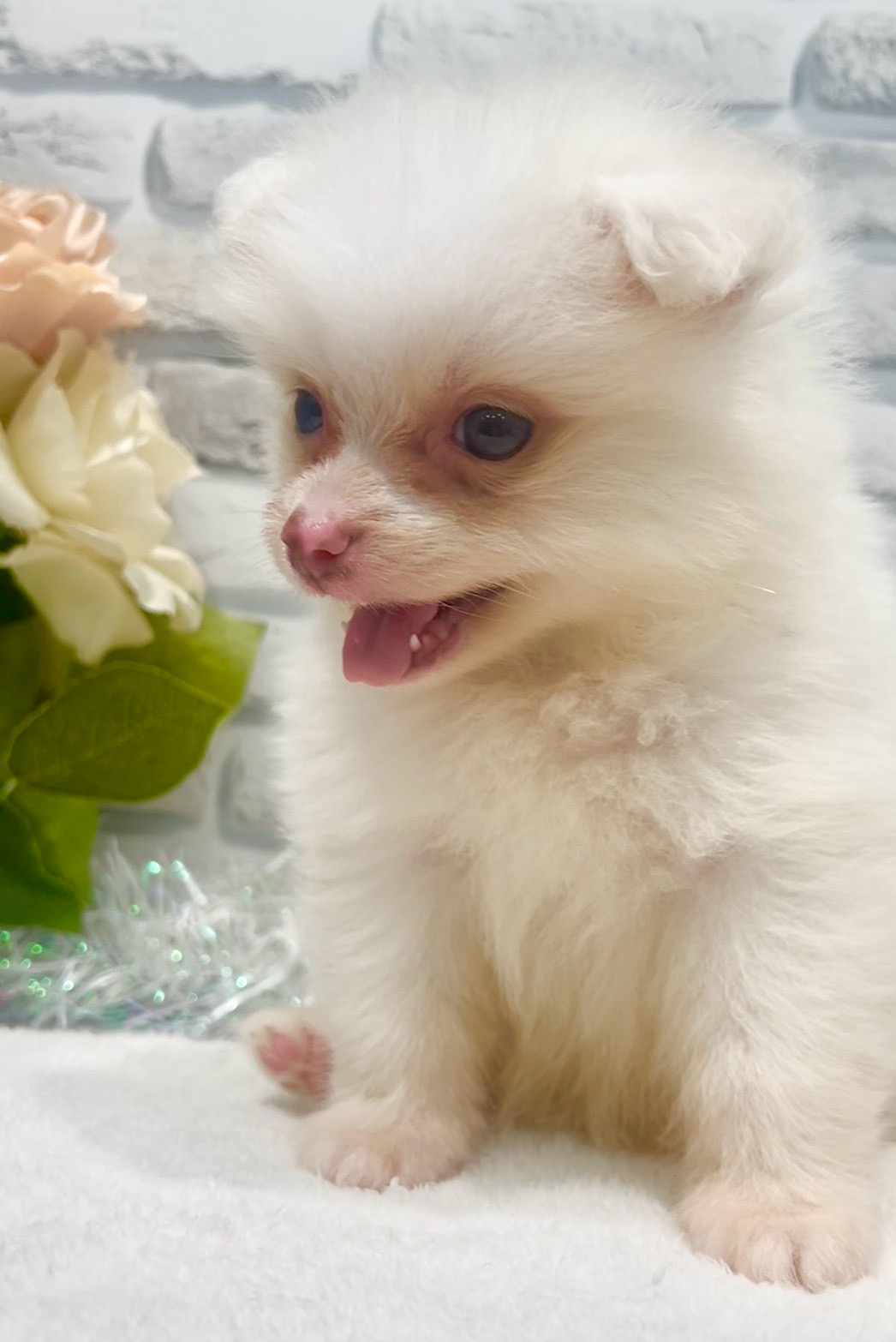 東京都のポメラニアン (センチュリーペット瑞江店/2026年7月7日生まれ/女の子/ホワイト)の子犬の2枚目の画像