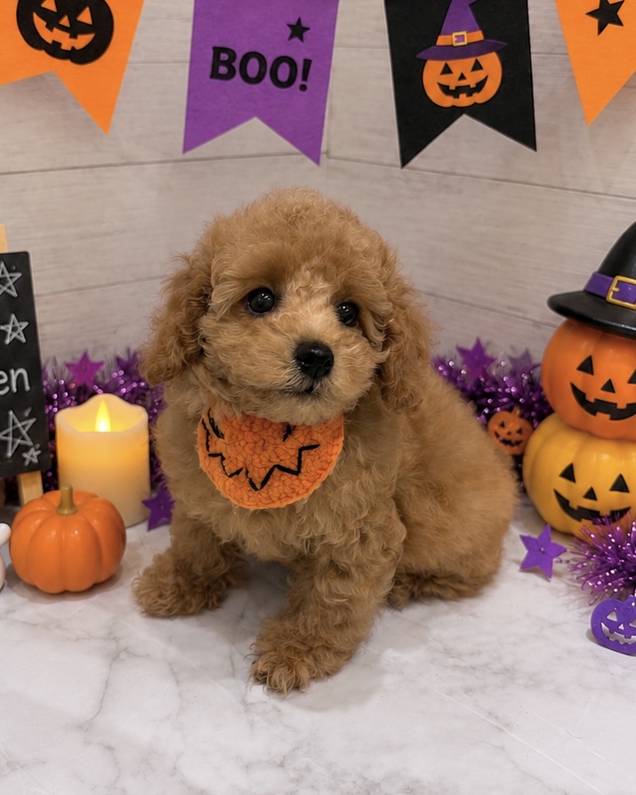 埼玉県のハーフ犬・ミックス犬 (センチュリーペット武蔵狭山店/2026年6月10日生まれ/男の子/その他色)の子犬の2枚目の画像