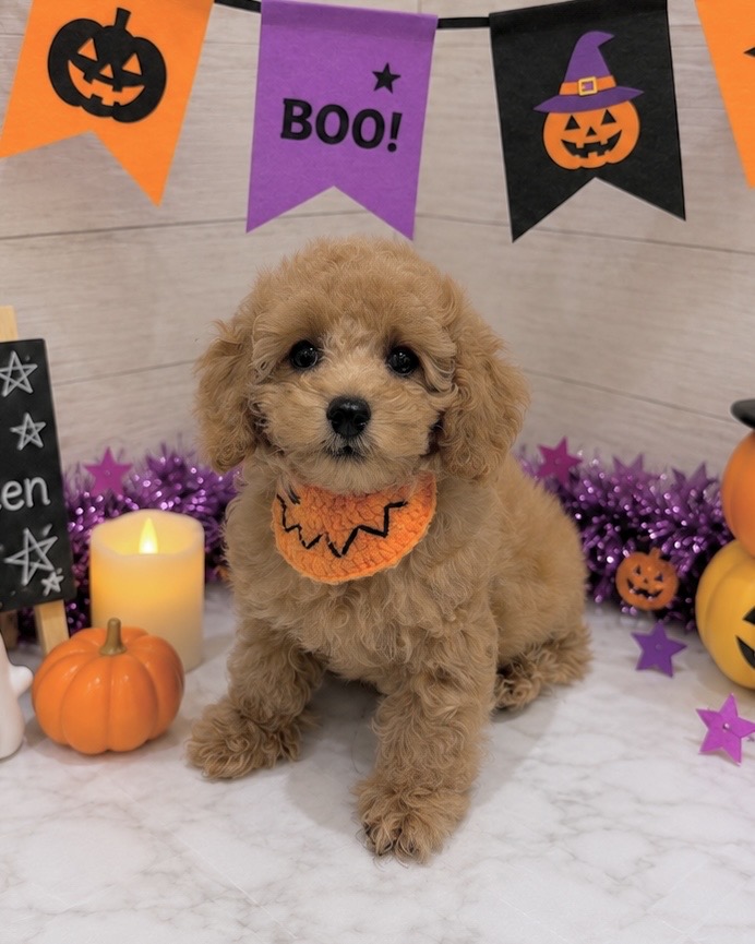 埼玉県のハーフ犬・ミックス犬 (センチュリーペット武蔵狭山店/2026年6月10日生まれ/男の子/その他色)の子犬の3枚目の画像