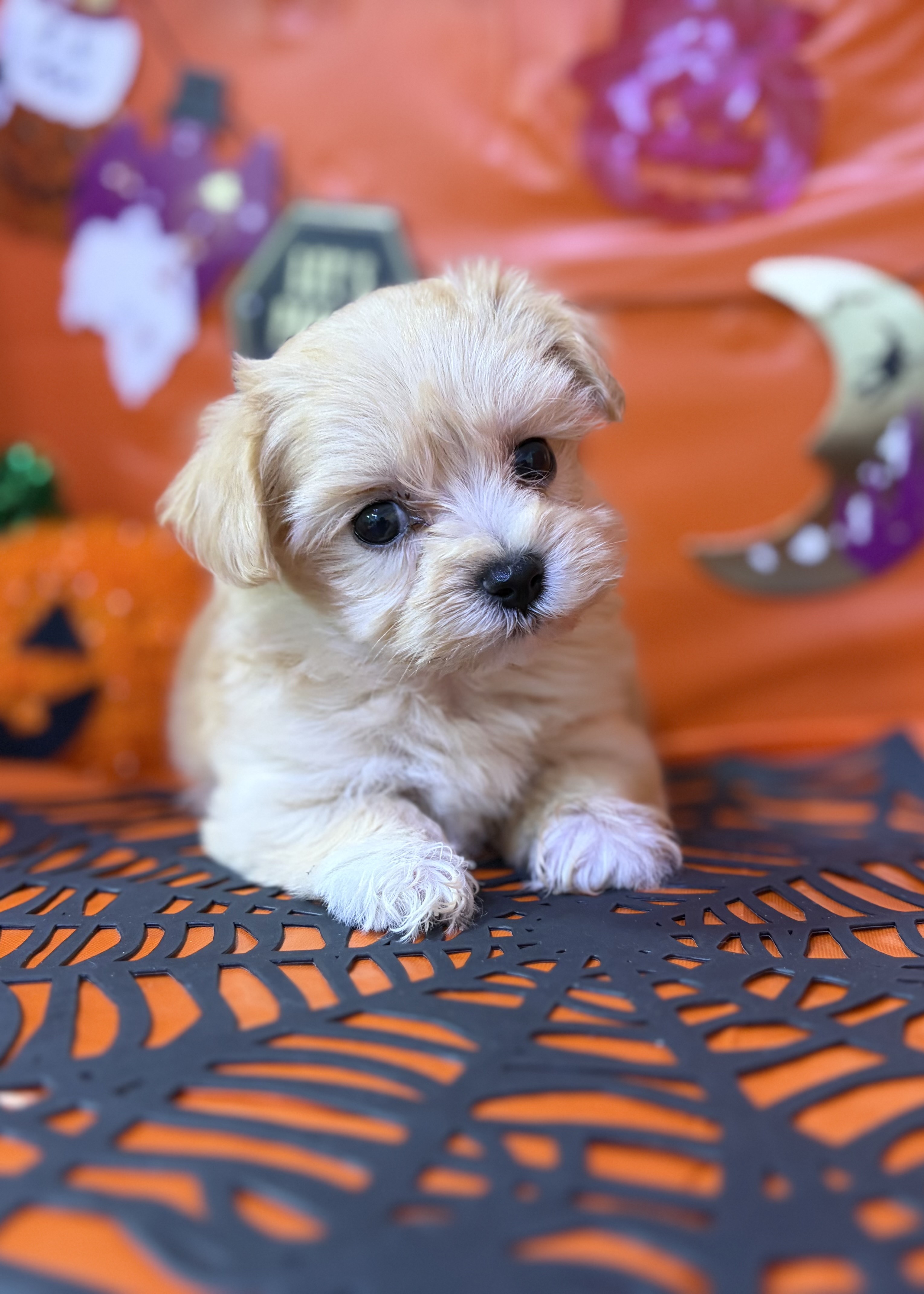 東京都のハーフ犬・ミックス犬 (センチュリーペットイオン葛西店/2026年7月16日生まれ/女の子/その他色)の子犬の2枚目の画像