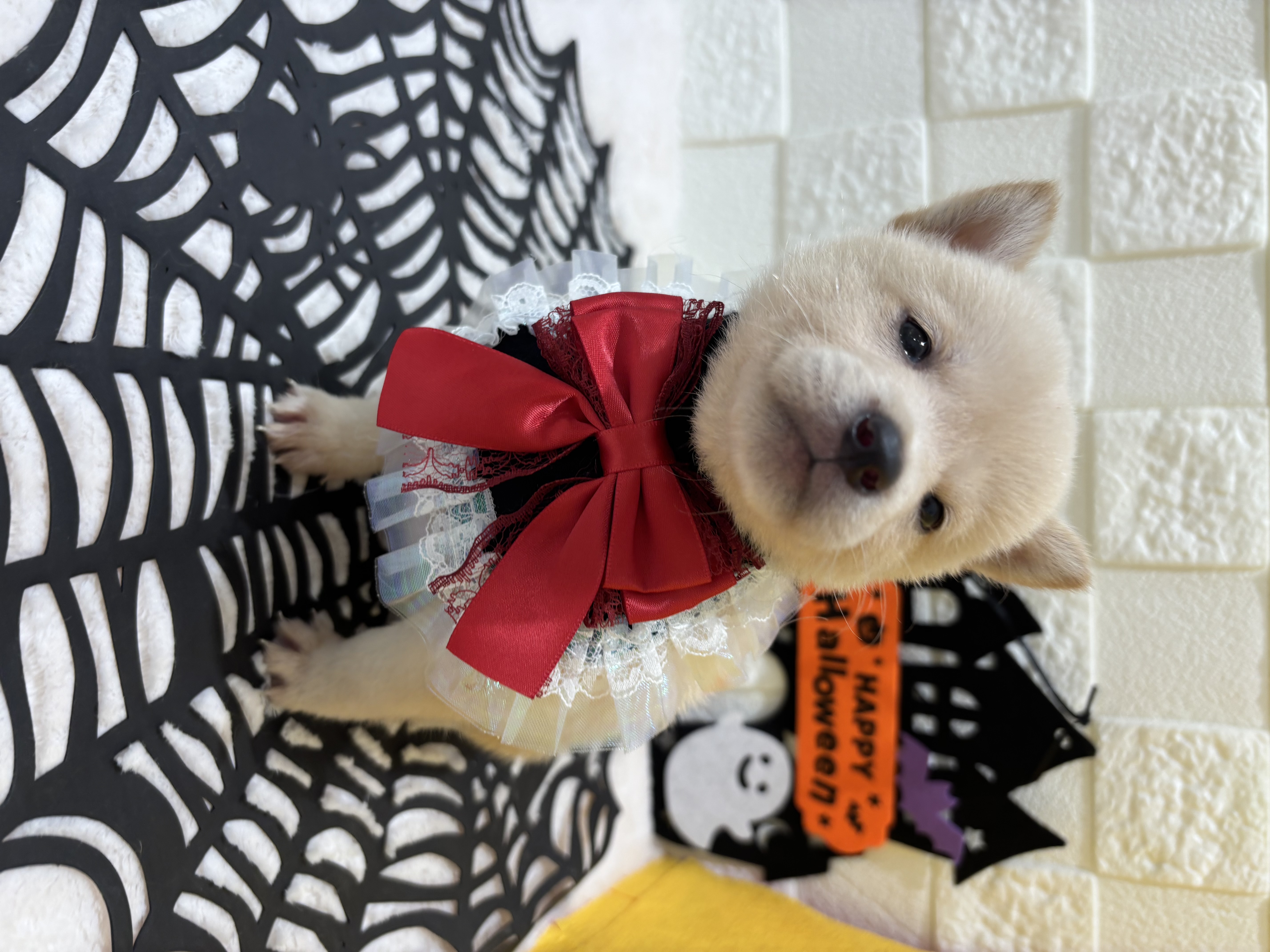 千葉県の豆柴 (センチュリーペット津田沼店/2026年7月18日生まれ/女の子/白)の子犬の2枚目の画像