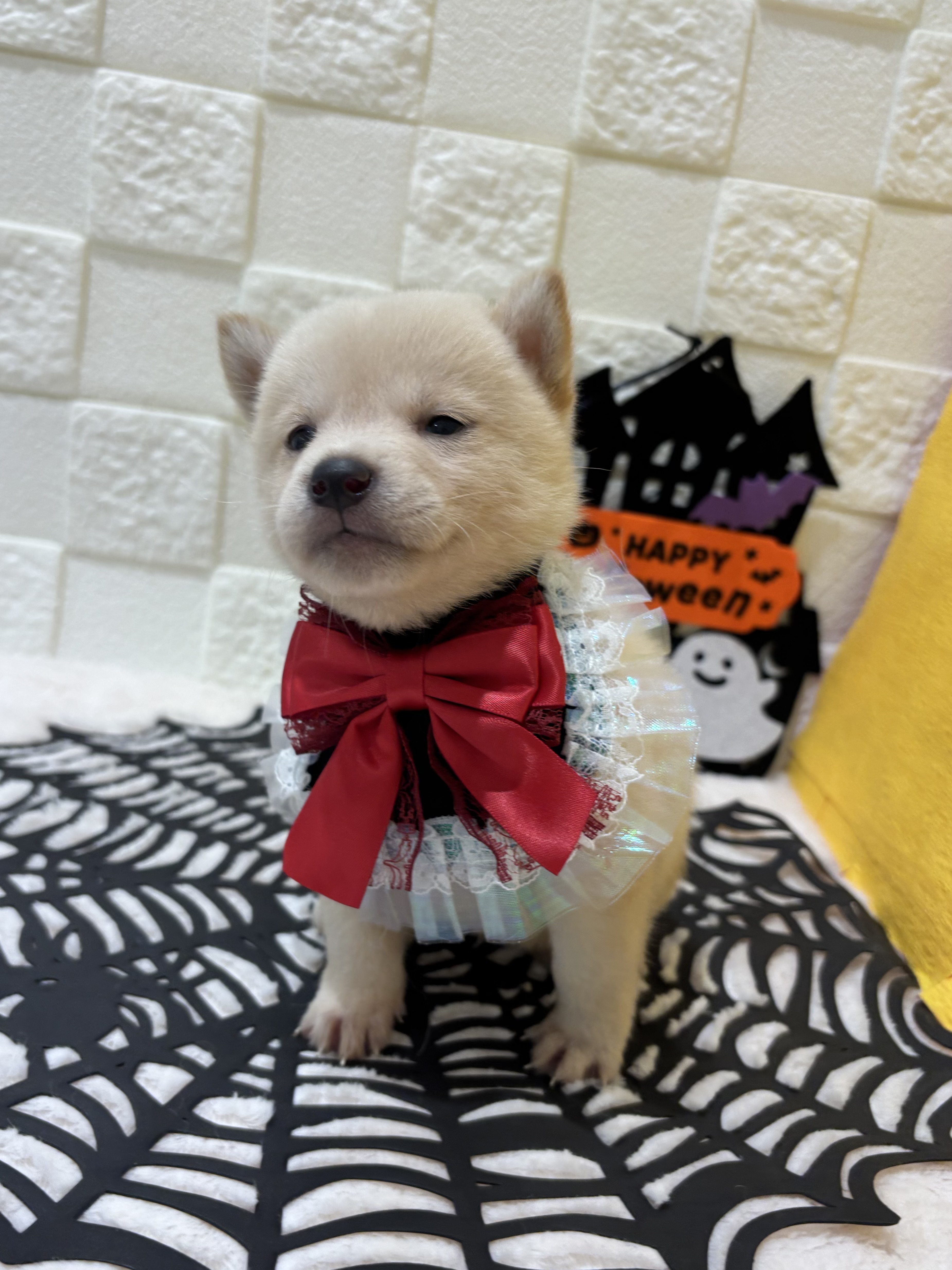 千葉県の豆柴 (センチュリーペット津田沼店/2026年7月18日生まれ/女の子/白)の子犬の3枚目の画像