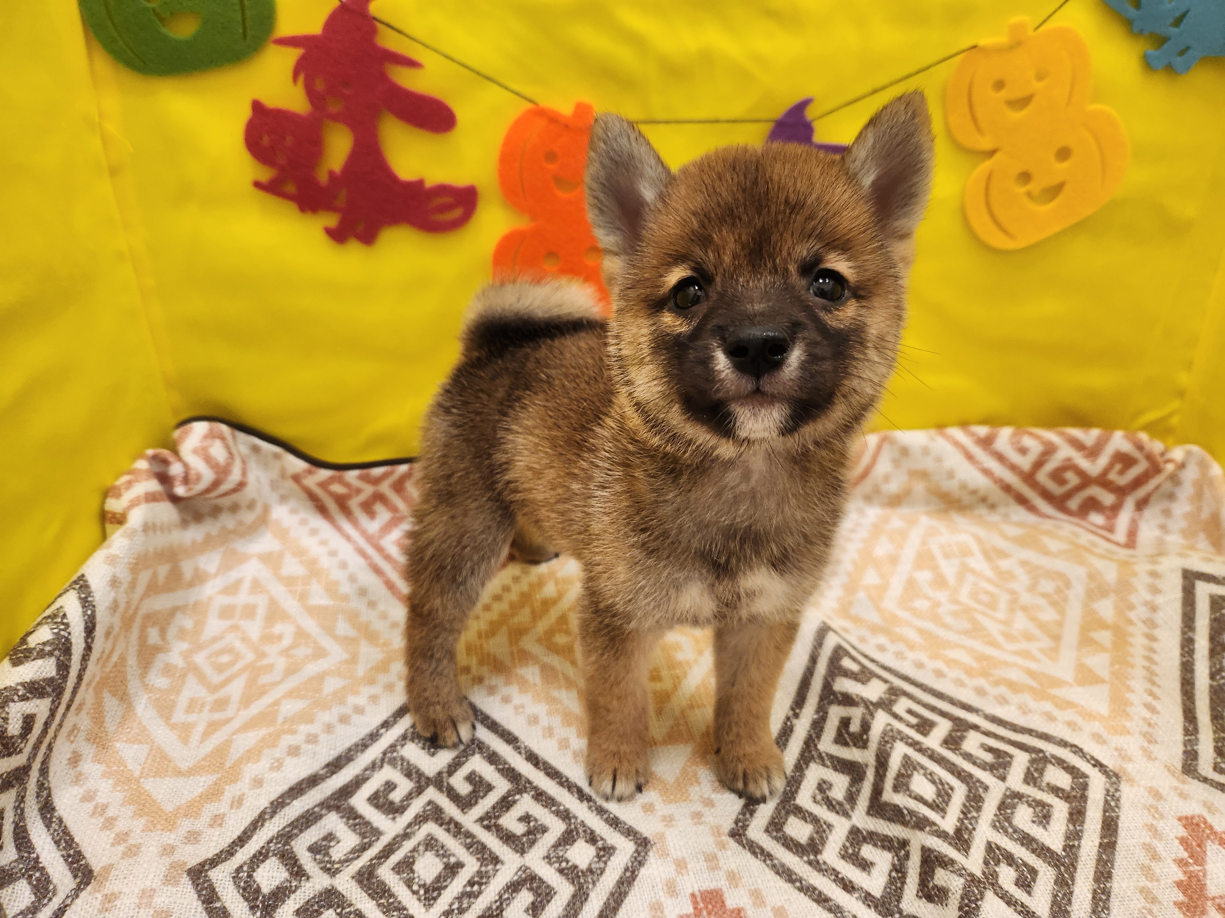 兵庫県の豆柴 (センチュリーペット東加古川店/2026年7月17日生まれ/男の子/赤)の子犬の2枚目の画像