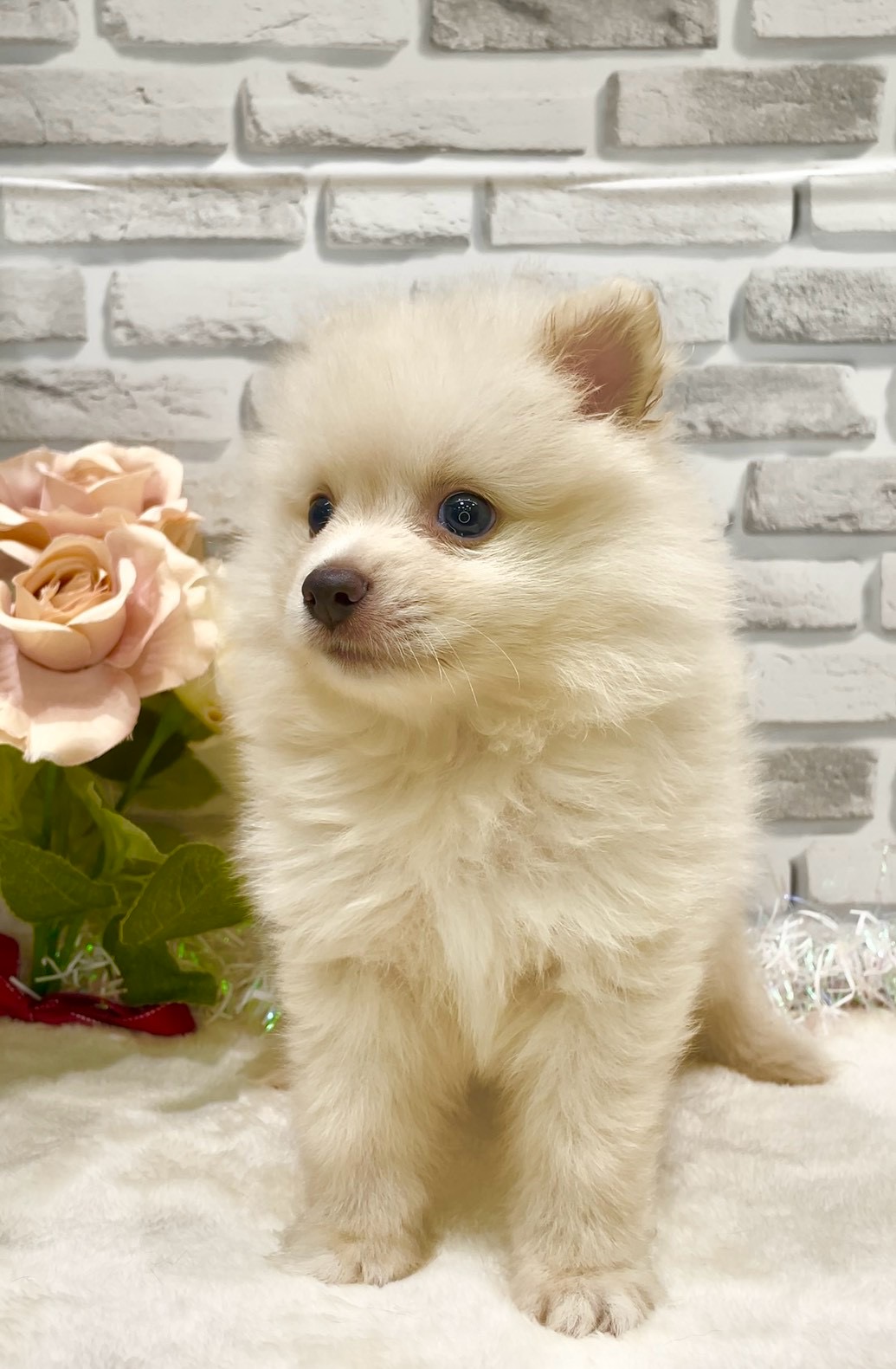 東京都のポメラニアン (センチュリーペット瑞江店/2026年7月24日生まれ/男の子/クリーム)の子犬の2枚目の画像