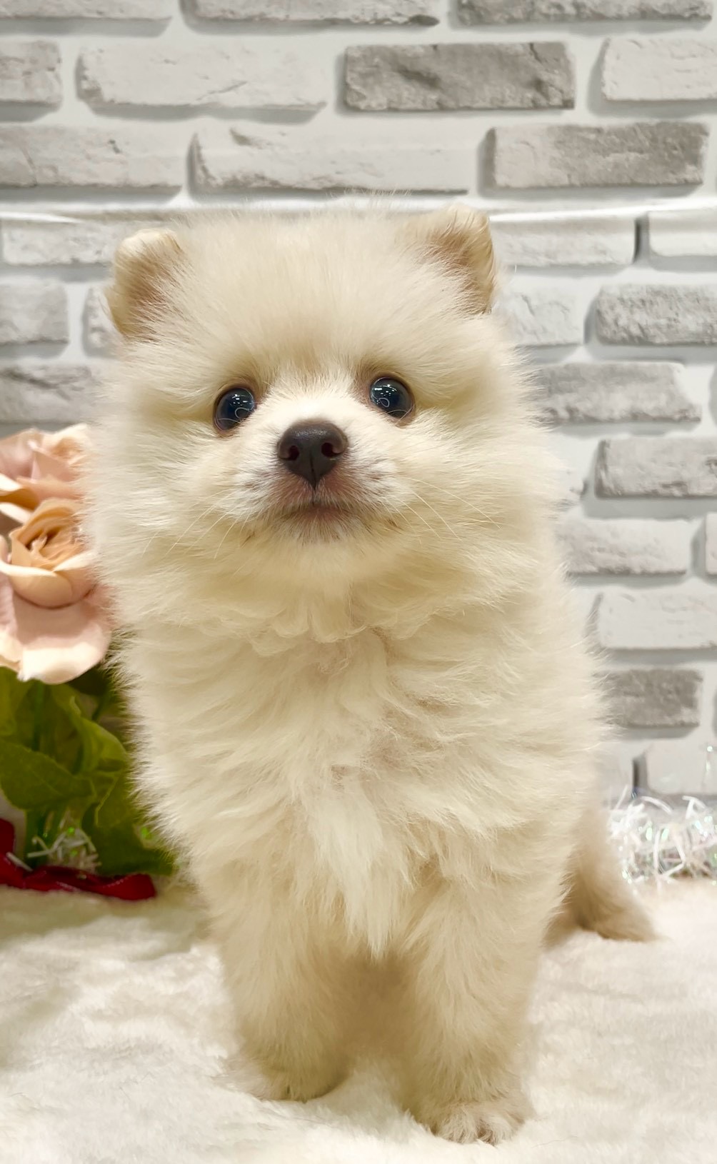 東京都のポメラニアン (センチュリーペット瑞江店/2026年7月24日生まれ/男の子/クリーム)の子犬の4枚目の画像