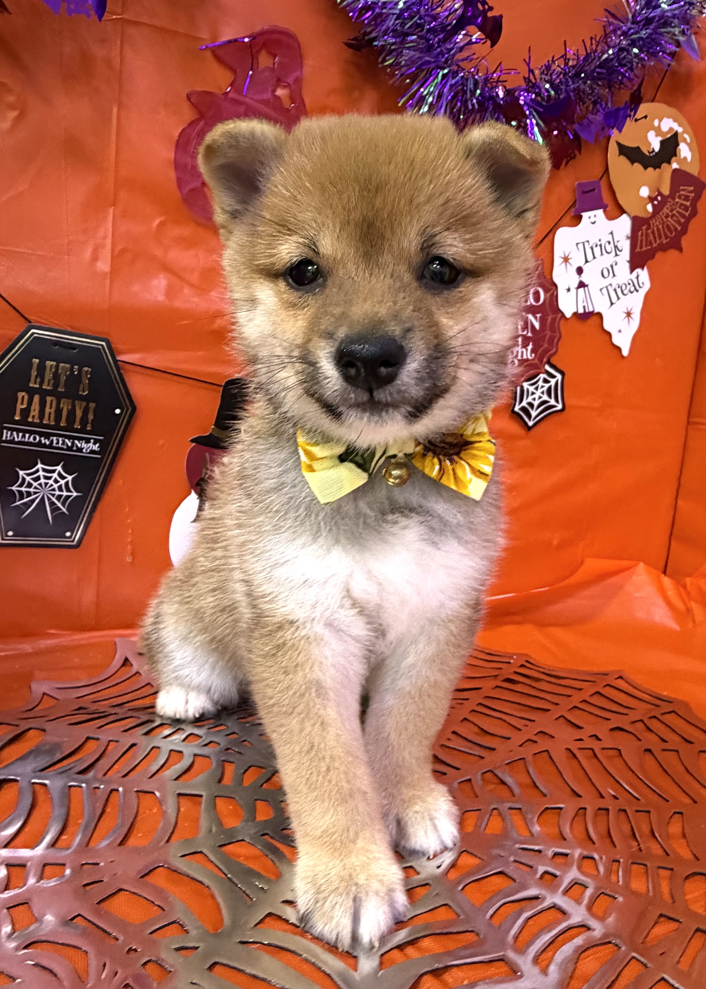 東京都の豆柴 (センチュリーペットイオン葛西店/2026年7月24日生まれ/男の子/赤)の子犬の2枚目の画像