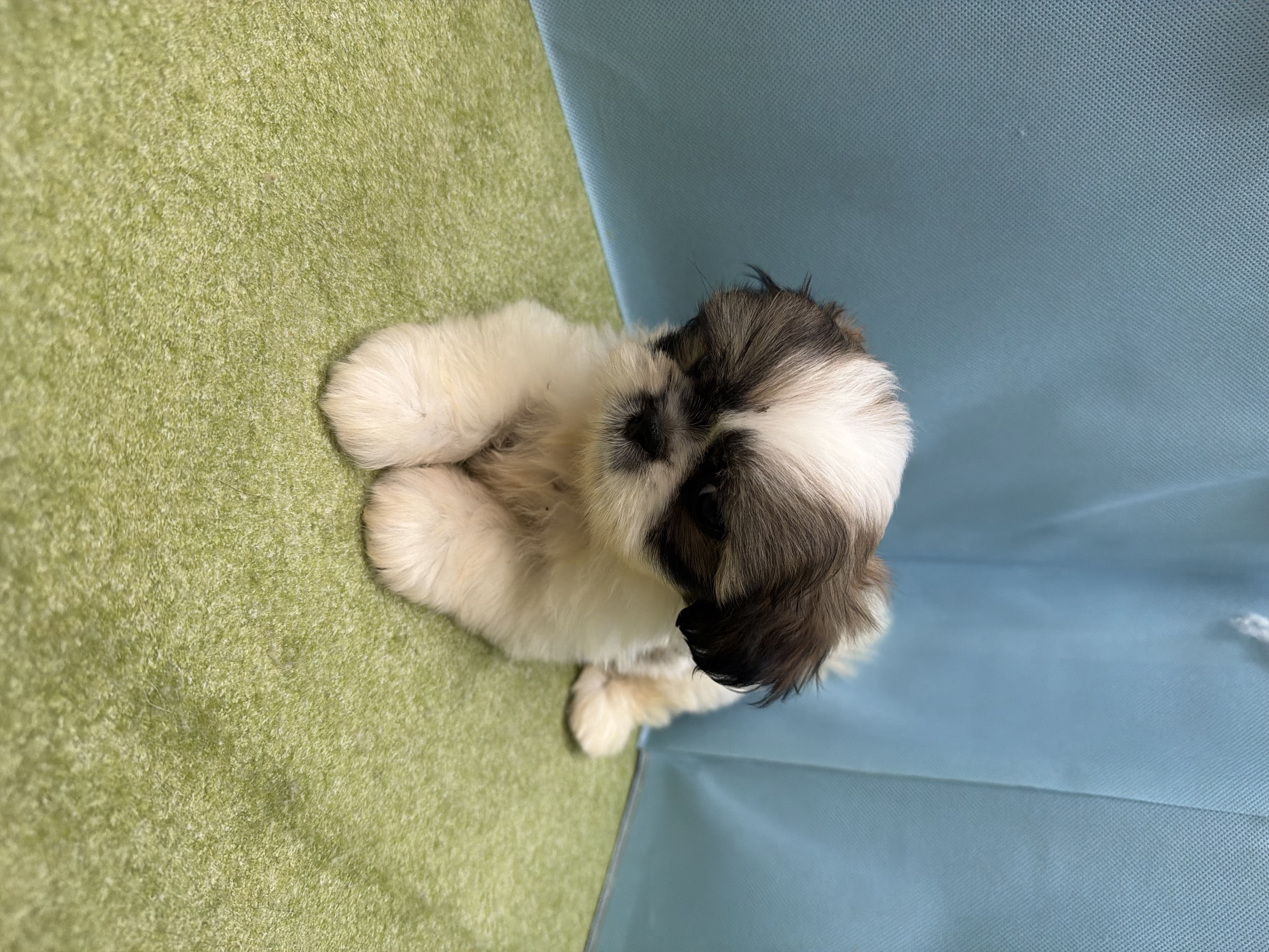 滋賀県のハーフ犬・ミックス犬 (センチュリーペットフォレオ大津一里山店/2026年7月23日生まれ/男の子/その他色)の子犬の2枚目の画像