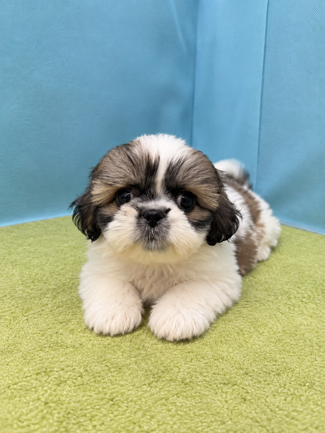 滋賀県のハーフ犬・ミックス犬 (センチュリーペットフォレオ大津一里山店/2026年7月23日生まれ/男の子/その他色)の子犬の2枚目の画像