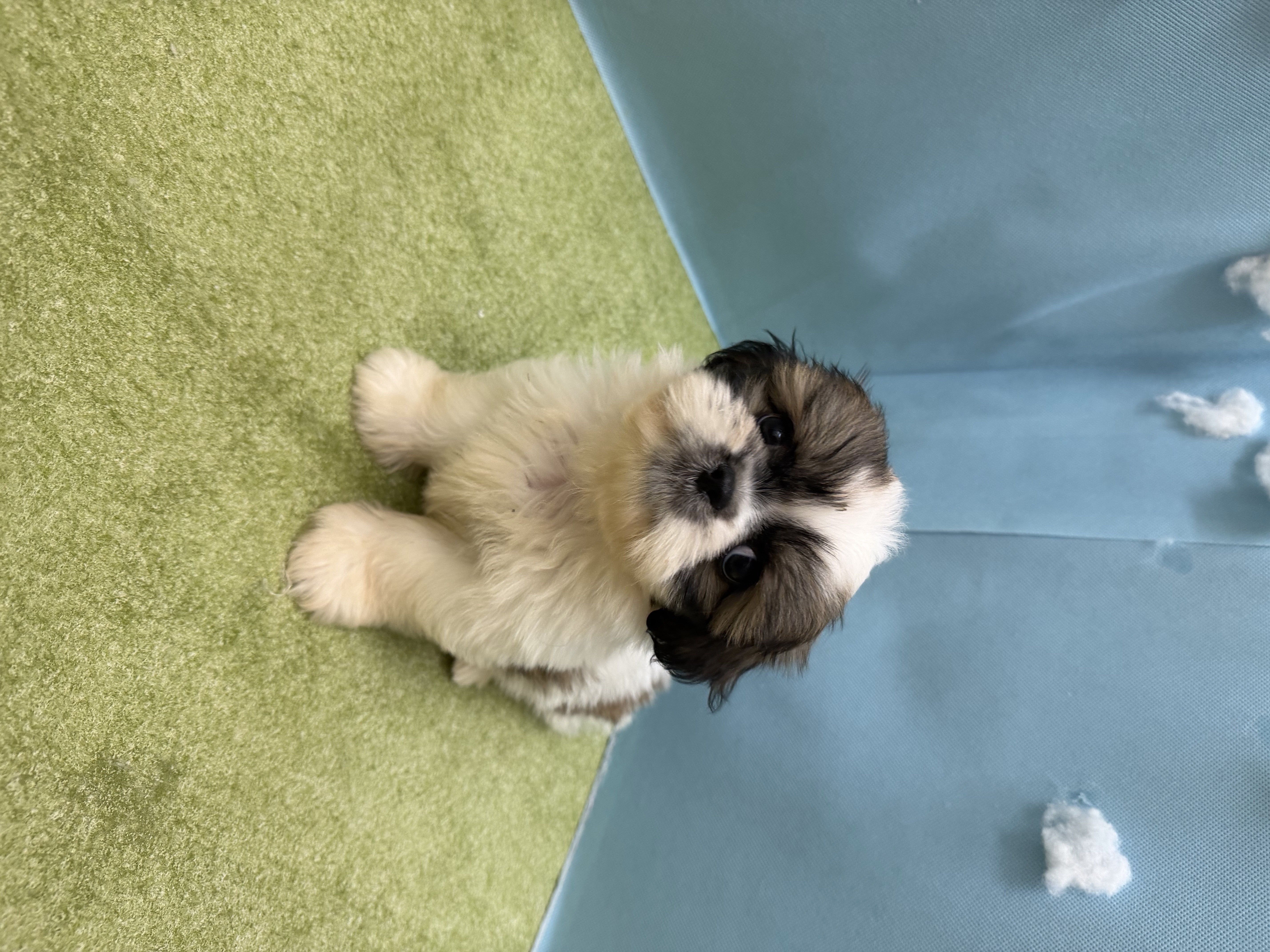 滋賀県のハーフ犬・ミックス犬 (センチュリーペットフォレオ大津一里山店/2026年7月23日生まれ/男の子/その他色)の子犬の3枚目の画像