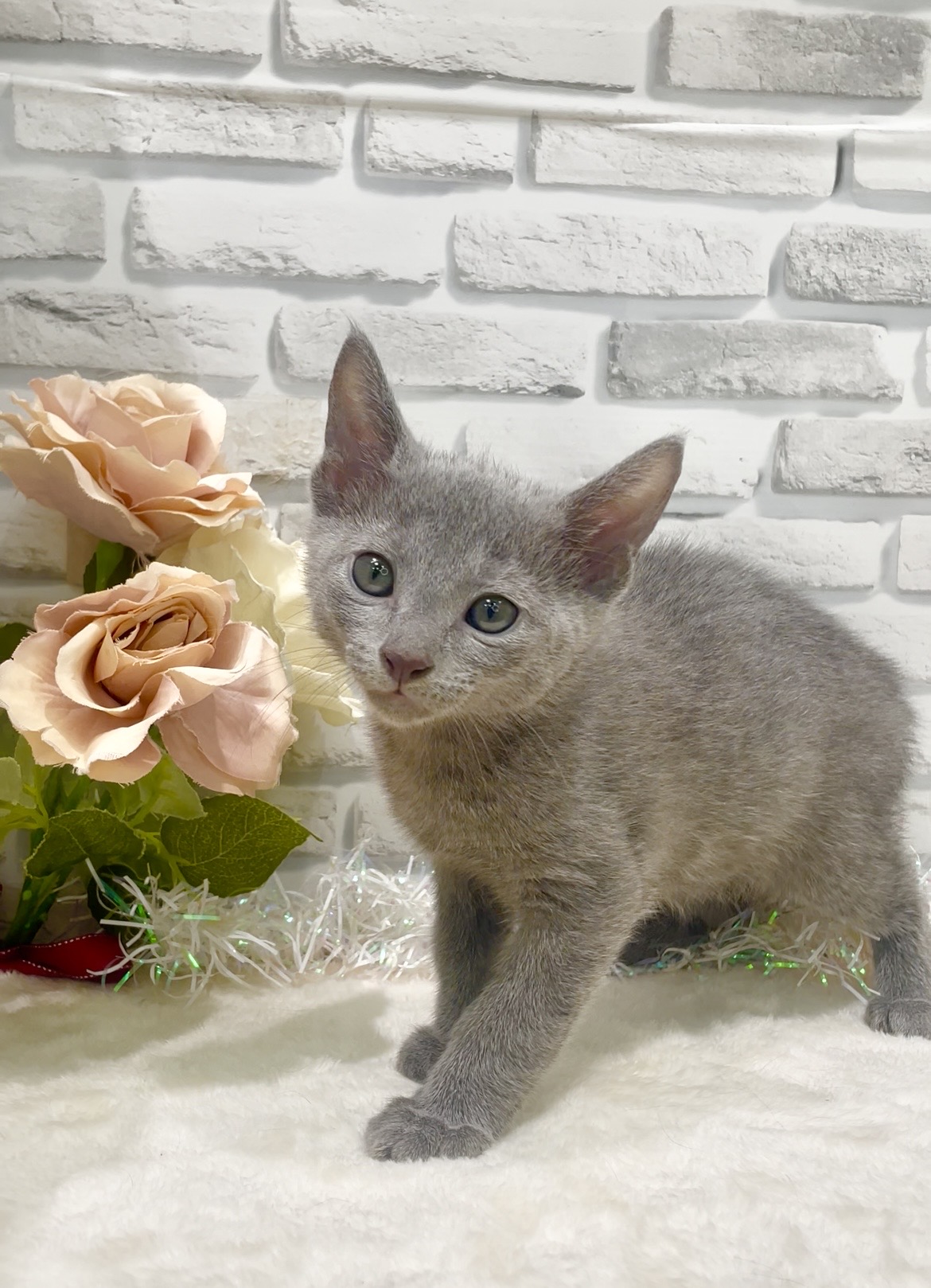 東京都のロシアンブルー (センチュリーペット瑞江店/2026年7月29日生まれ/男の子/ブルー)の子猫の1枚目の画像