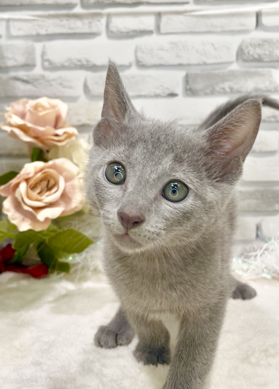 東京都のロシアンブルー (センチュリーペット瑞江店/2026年7月29日生まれ/男の子/ブルー)の子猫の3枚目の画像