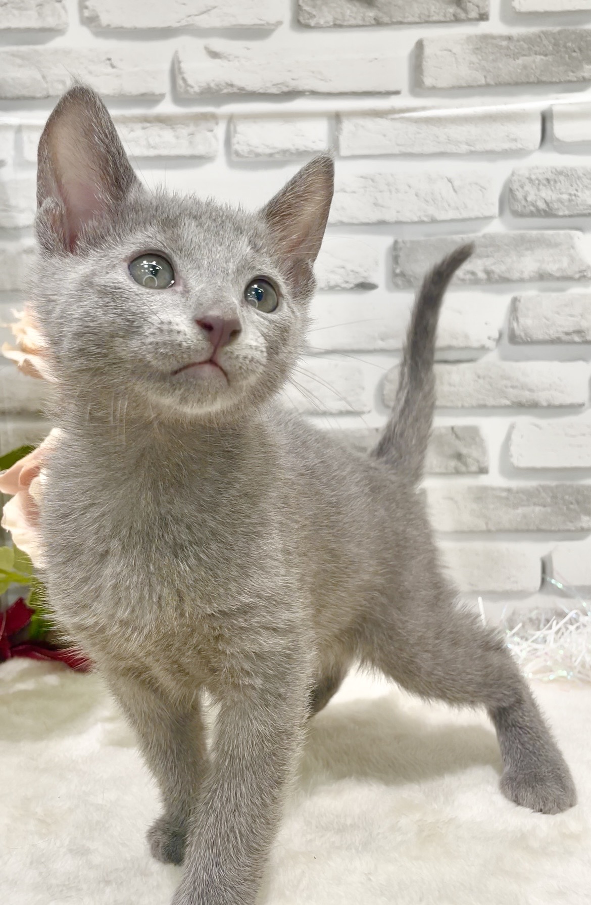 東京都のロシアンブルー (センチュリーペット瑞江店/2026年7月29日生まれ/男の子/ブルー)の子猫の4枚目の画像