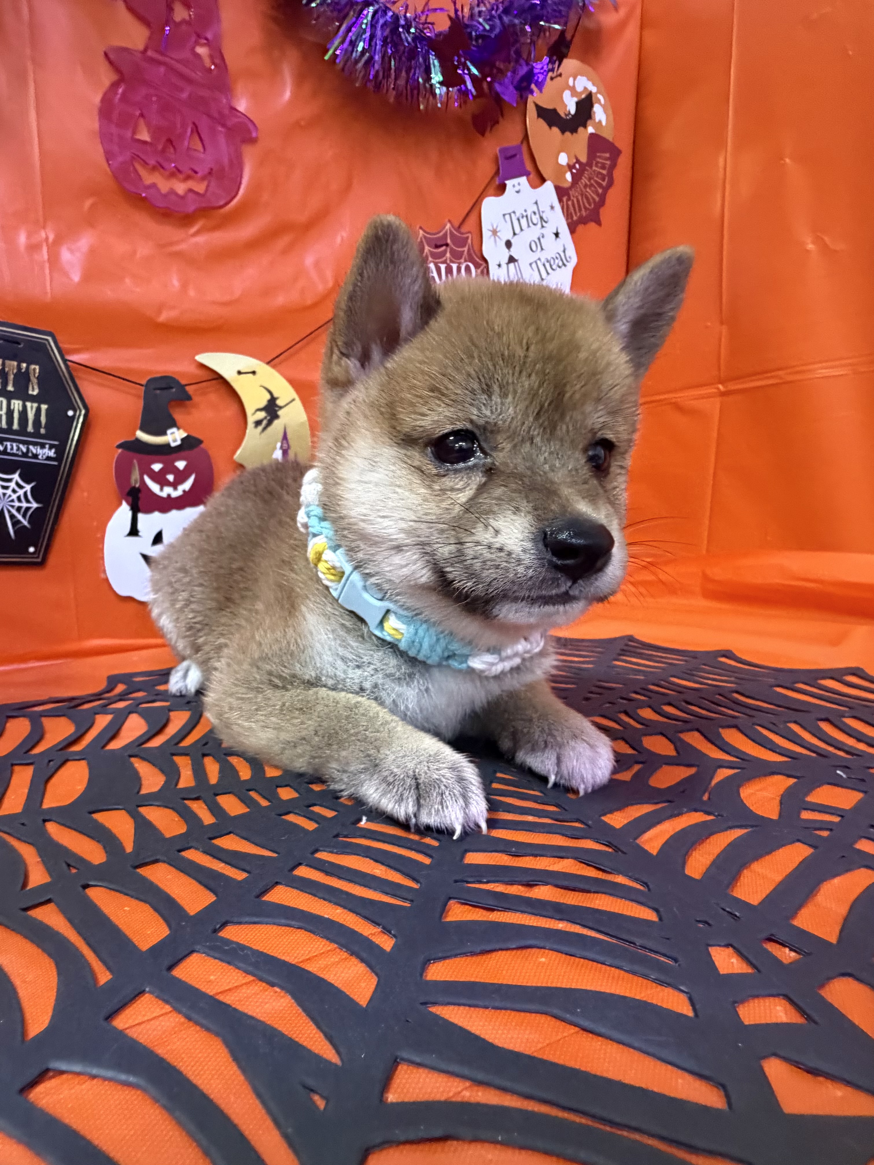 東京都の豆柴 (センチュリーペットイオン葛西店/2026年8月1日生まれ/女の子/赤)の子犬の2枚目の画像