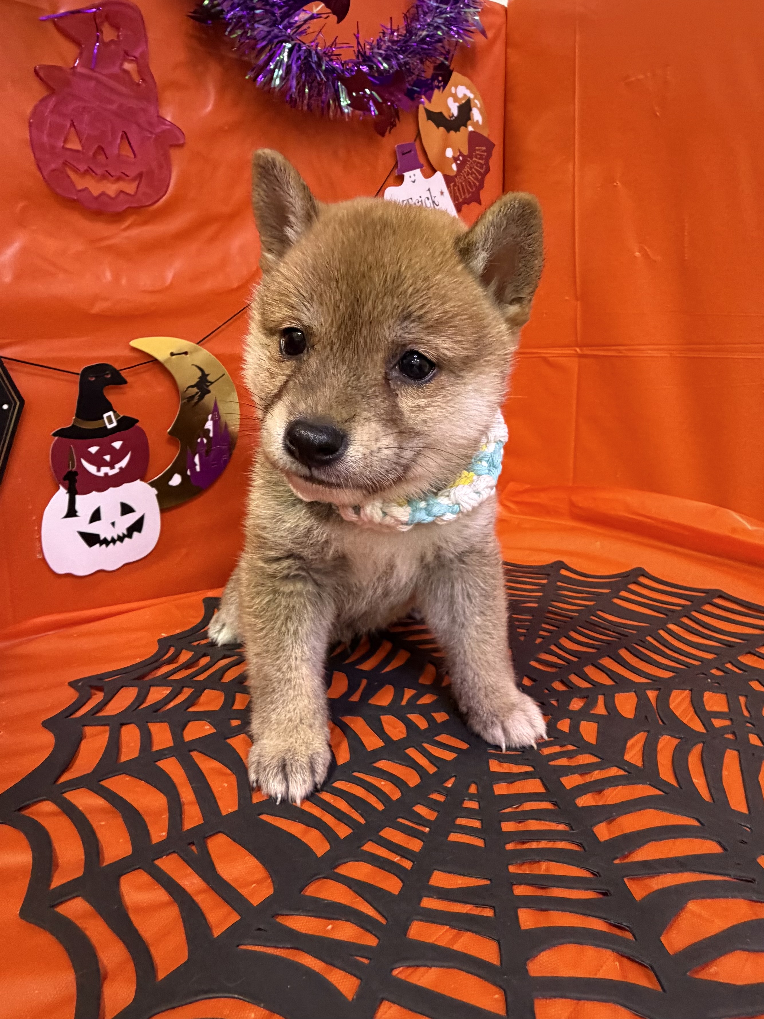 東京都の豆柴 (センチュリーペットイオン葛西店/2026年8月1日生まれ/女の子/赤)の子犬の3枚目の画像