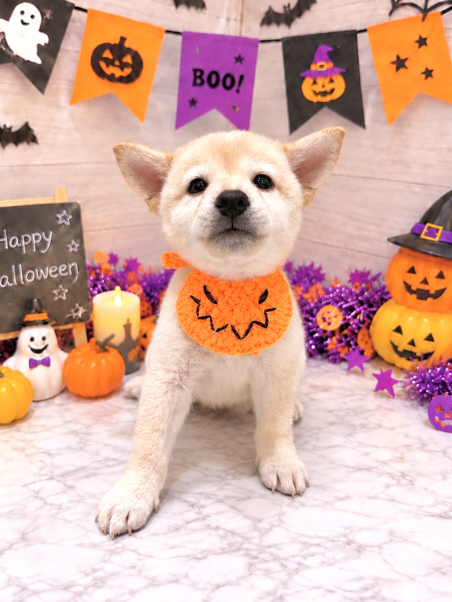 2026年8月1日生まれの柴犬(標準サイズ)