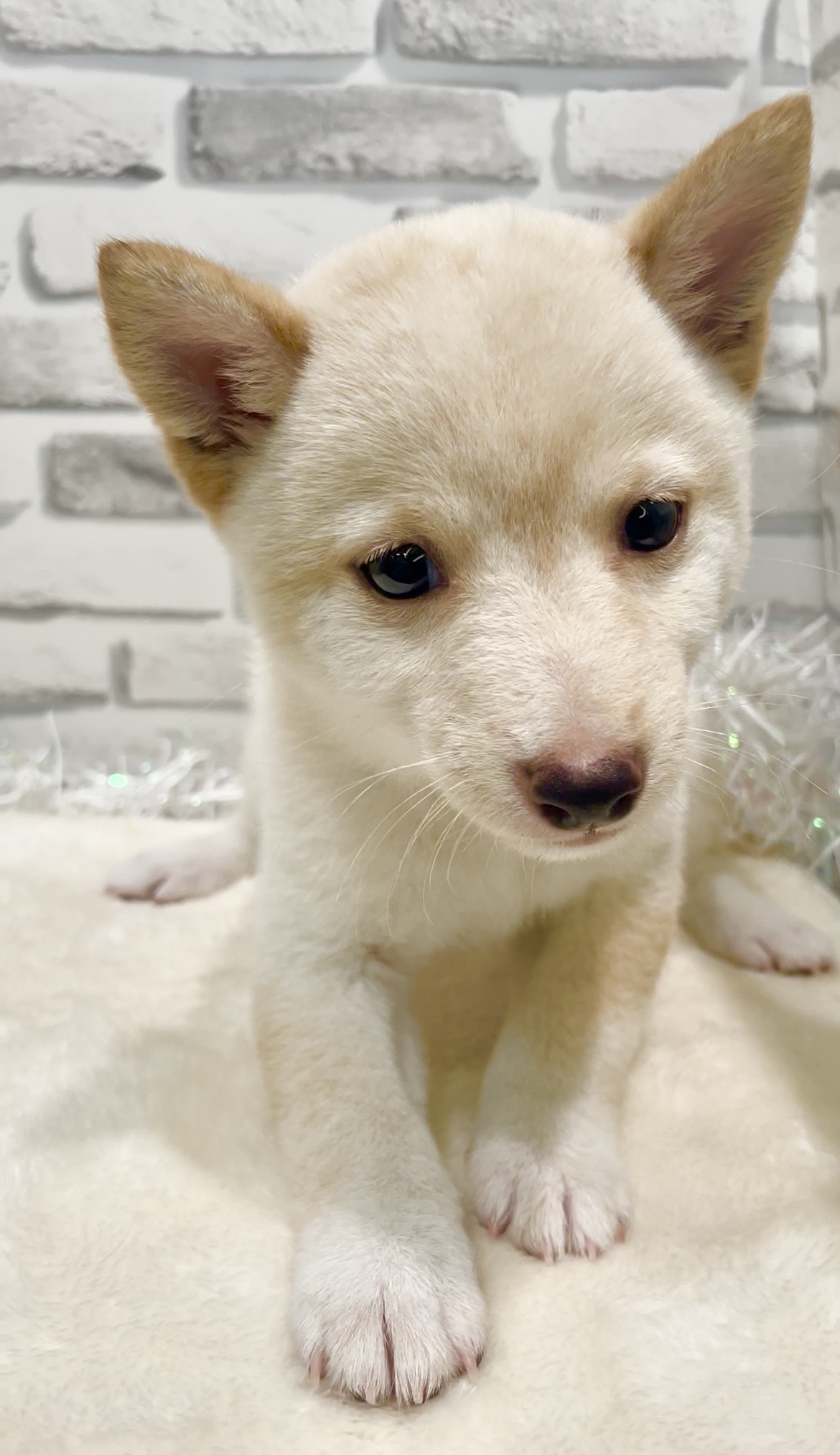 東京都の豆柴 (センチュリーペット瑞江店/2026年7月27日生まれ/男の子/白)の子犬の1枚目の画像