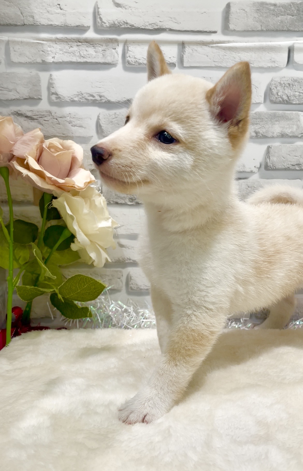 東京都の豆柴 (センチュリーペット瑞江店/2026年7月27日生まれ/男の子/白)の子犬の2枚目の画像