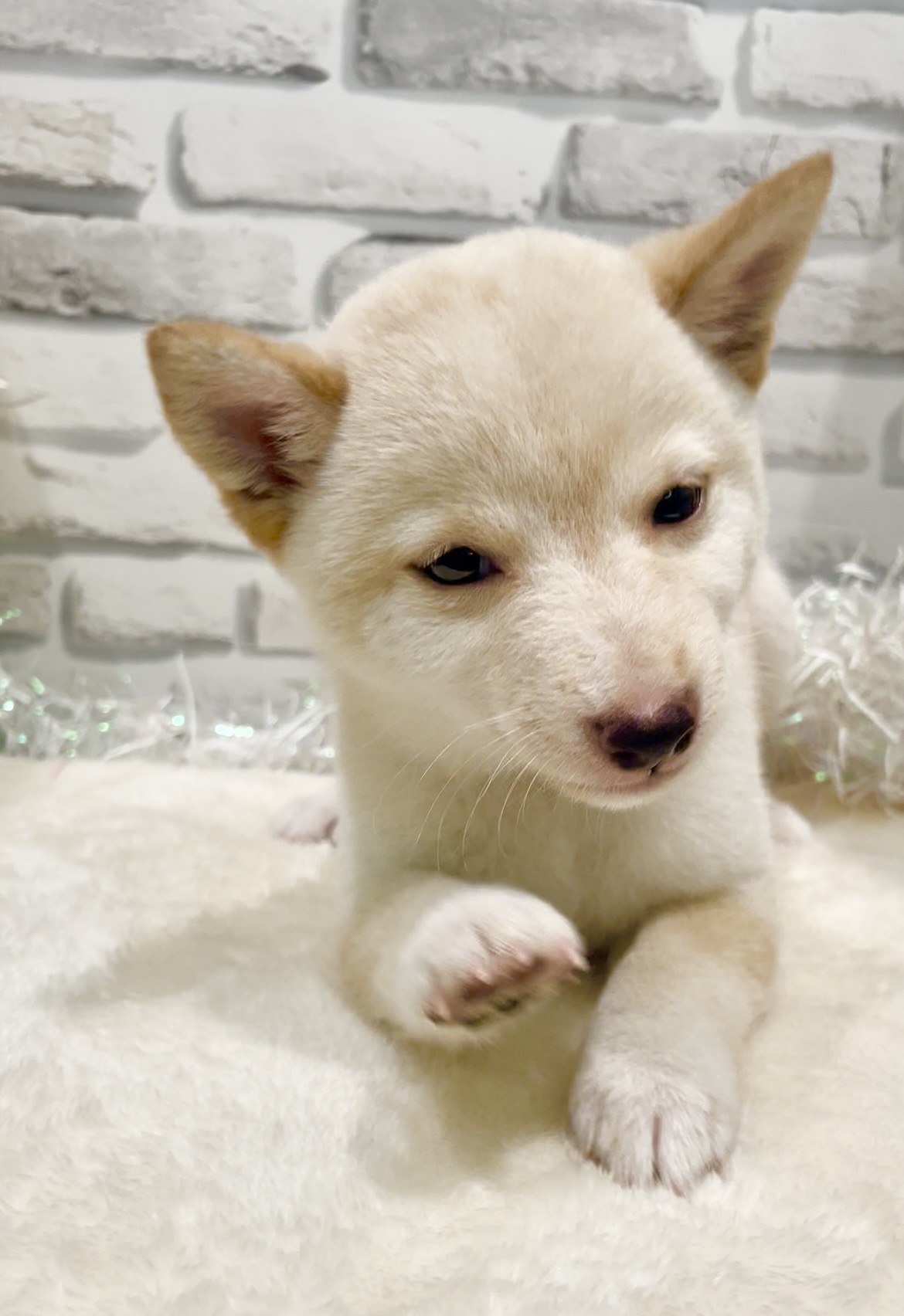 東京都の豆柴 (センチュリーペット瑞江店/2026年7月27日生まれ/男の子/白)の子犬の3枚目の画像