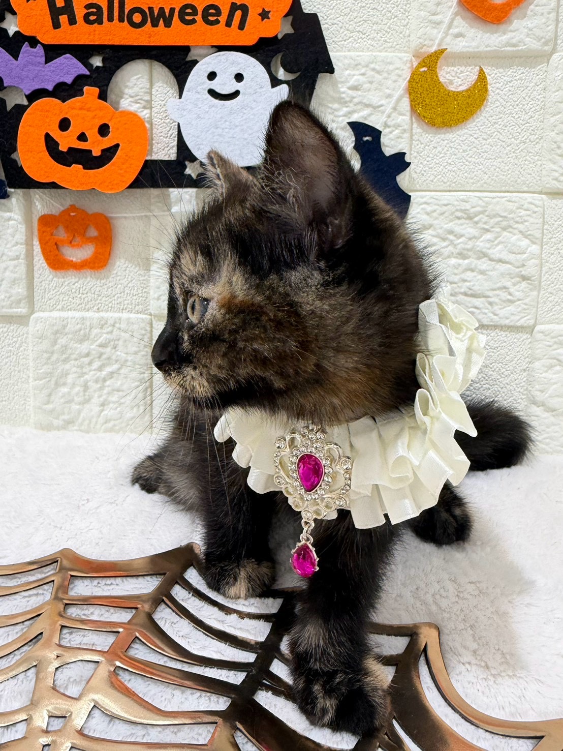 千葉県のマンチカン (センチュリーペット津田沼店/2026年8月11日生まれ/女の子/トーティー)の子猫の2枚目の画像