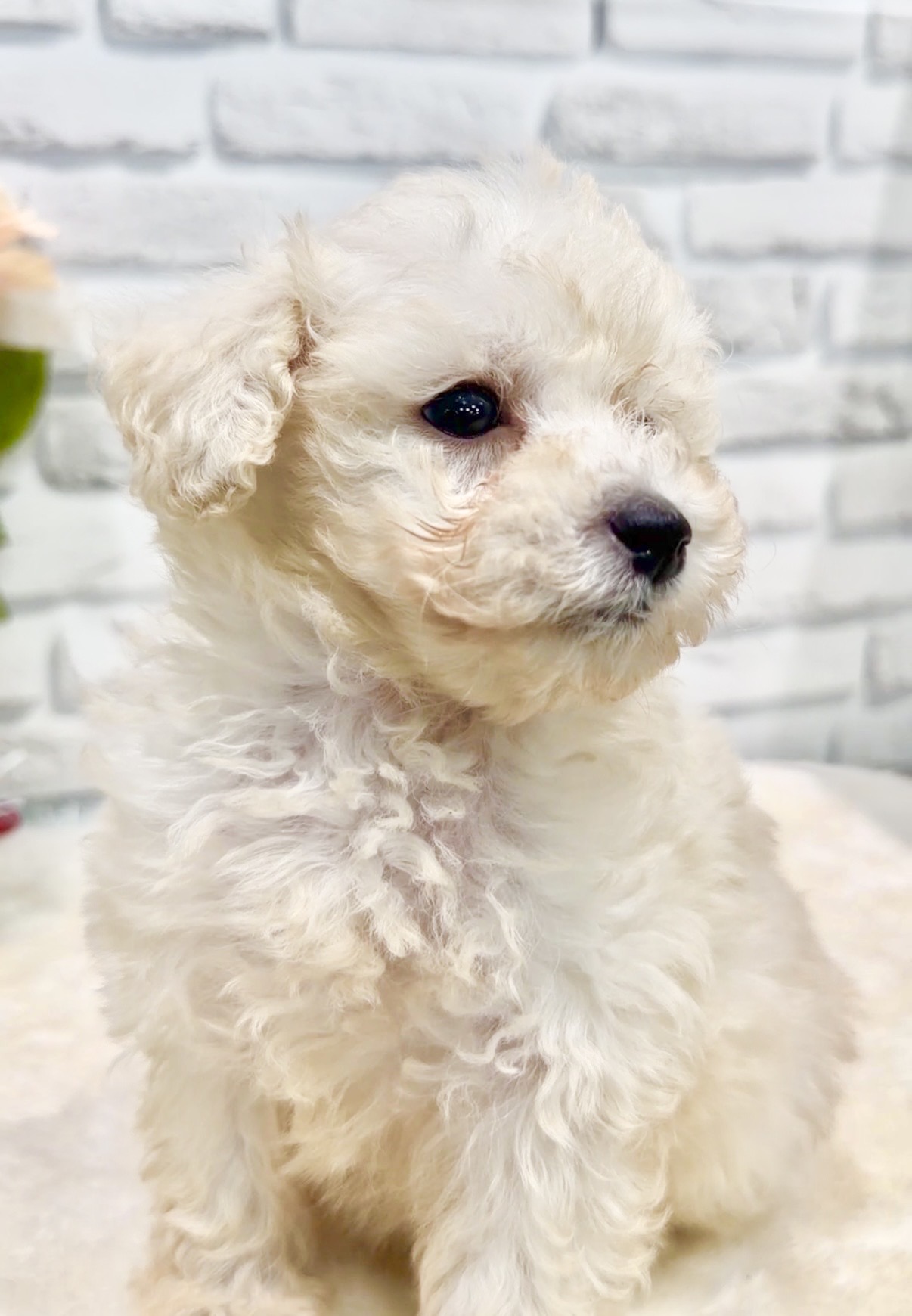 東京都のトイプードル(トイ) (センチュリーペット瑞江店/2026年8月14日生まれ/男の子/クリーム)の子犬の2枚目の画像