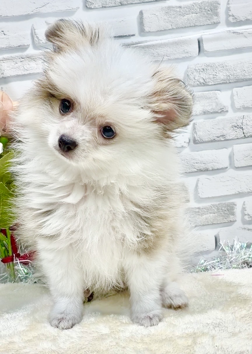 東京都のポメラニアン (センチュリーペット瑞江店/2026年8月8日生まれ/男の子/パーティーカラー)の子犬の3枚目の画像