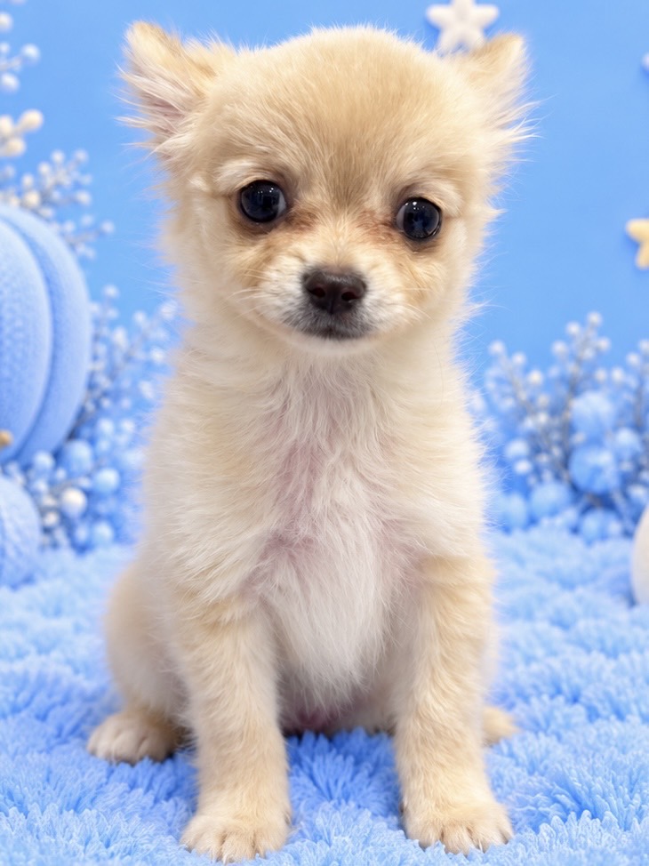 千葉県のハーフ犬・ミックス犬 (センチュリーペット新浦安店/2026年8月22日生まれ/女の子/その他色)の子犬の1枚目の画像