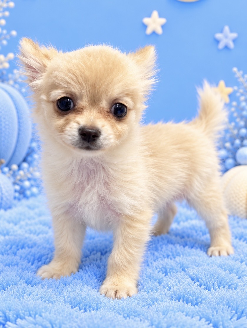 千葉県のハーフ犬・ミックス犬 (センチュリーペット新浦安店/2026年8月22日生まれ/女の子/その他色)の子犬の2枚目の画像