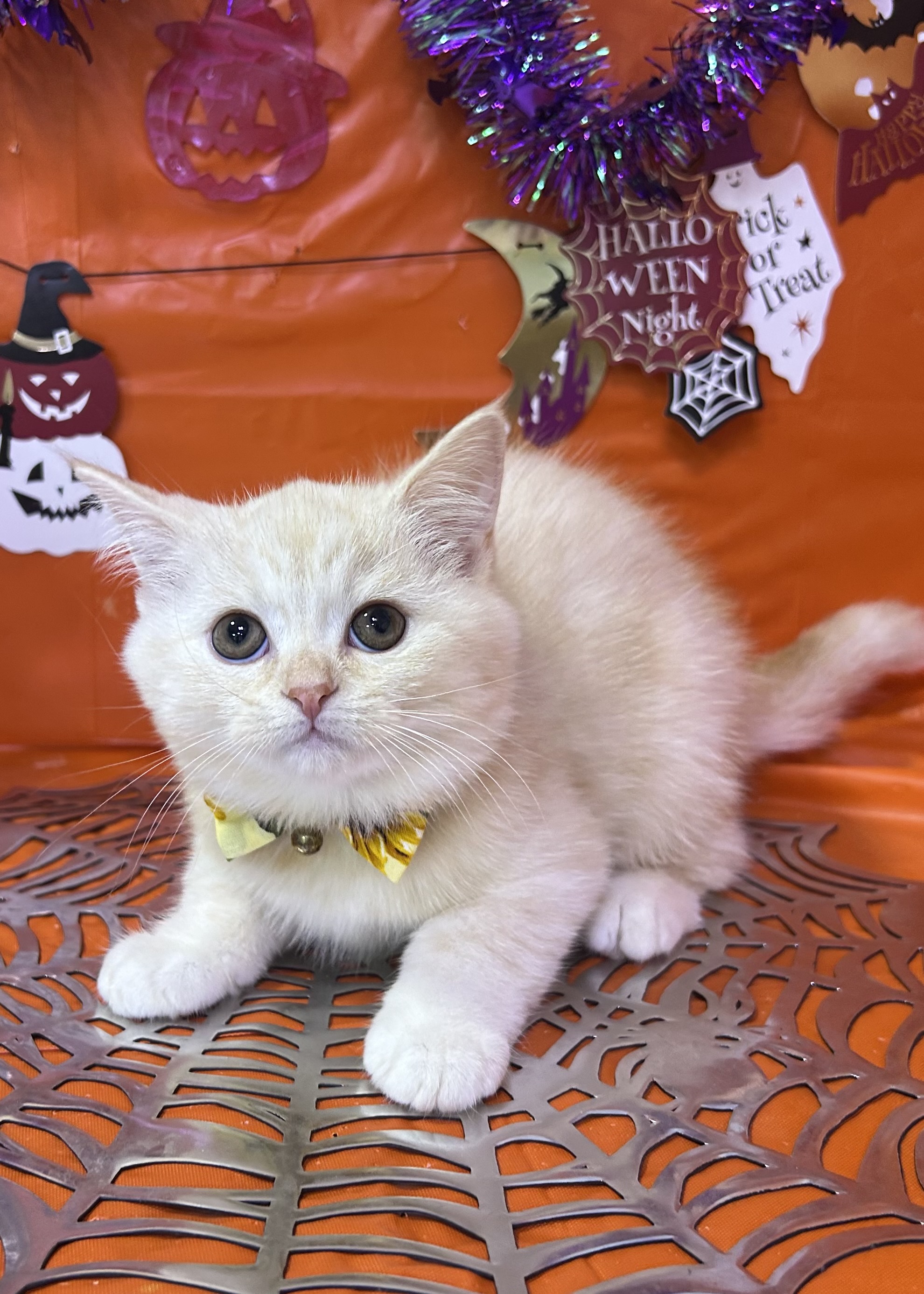 東京都のマンチカン (センチュリーペットイオン葛西店/2026年8月11日生まれ/男の子/レッドタビー)の子猫の1枚目の画像