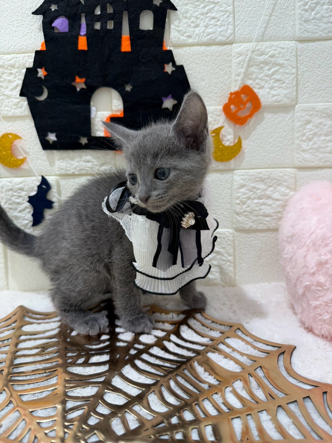 千葉県のロシアンブルー (センチュリーペット津田沼店/2026年8月27日生まれ/男の子/ブルー)の子猫の2枚目の画像