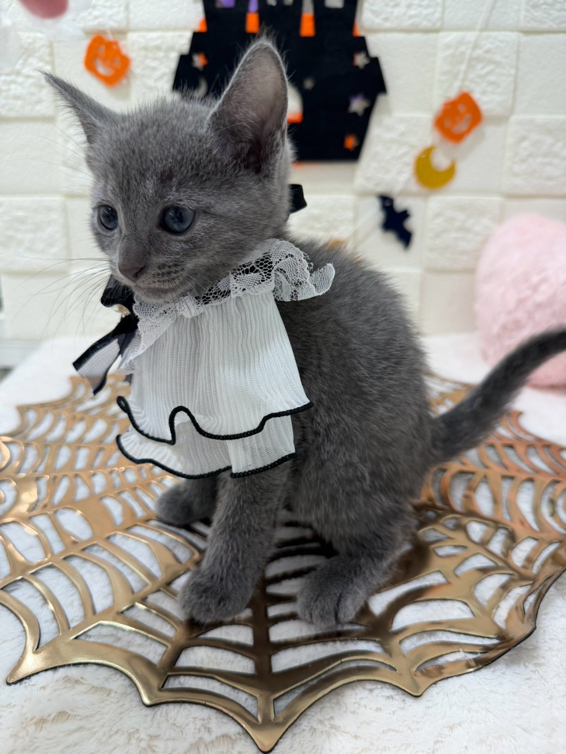 千葉県のロシアンブルー (センチュリーペット津田沼店/2026年8月27日生まれ/男の子/ブルー)の子猫の3枚目の画像