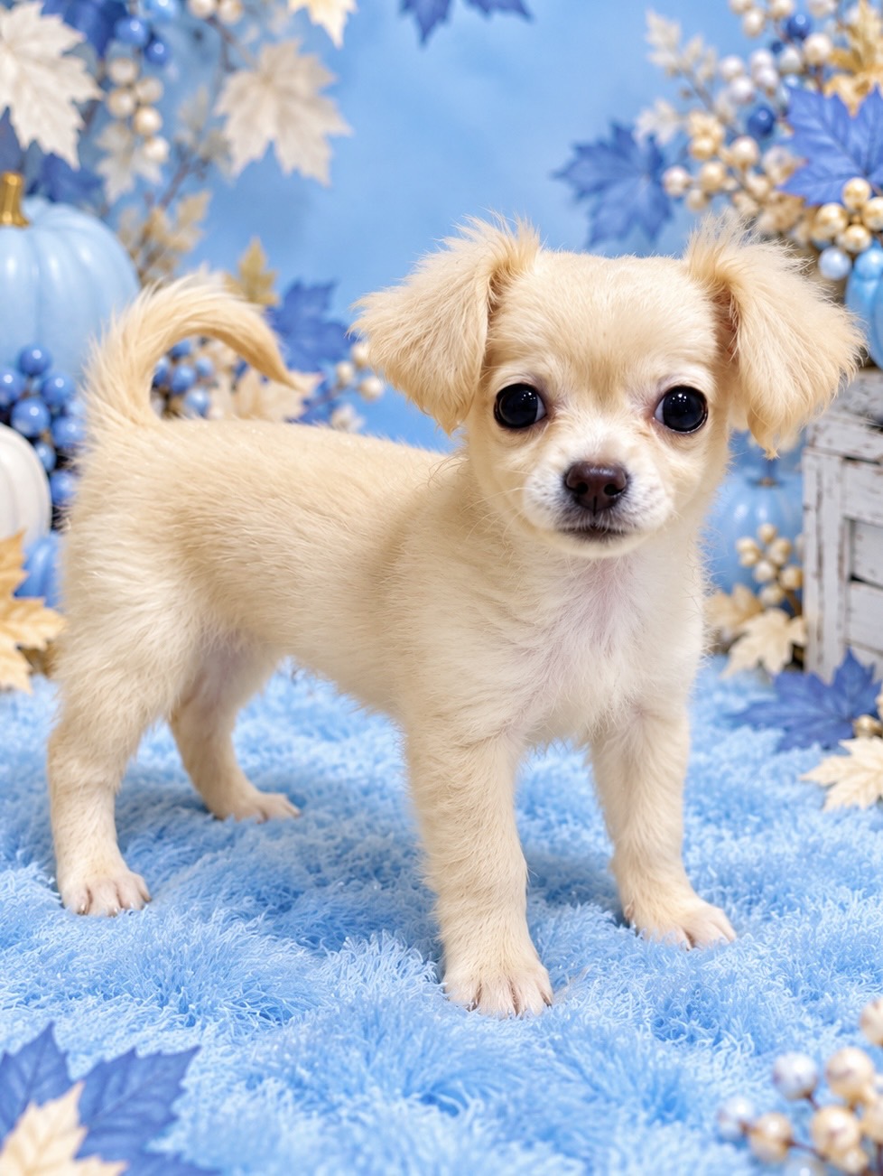 千葉県のハーフ犬・ミックス犬 (センチュリーペット新浦安店/2026年8月20日生まれ/女の子/その他色)の子犬の2枚目の画像