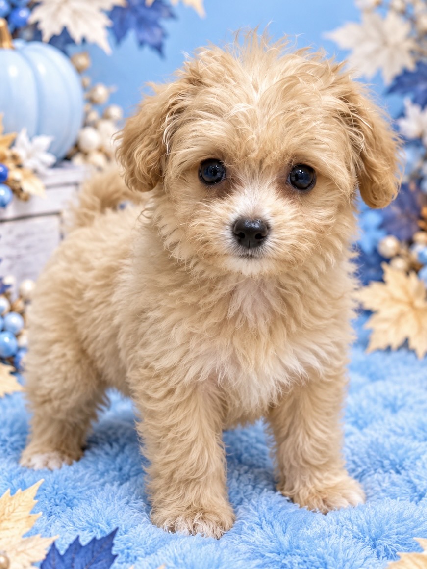 千葉県のハーフ犬・ミックス犬 (センチュリーペット新浦安店/2026年8月27日生まれ/女の子/その他色)の子犬の2枚目の画像